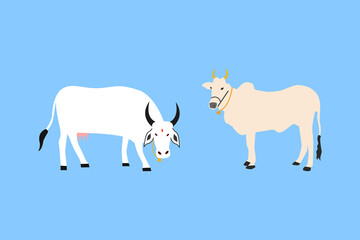 cartoon style Beautiful Indian cow and ox isolated on blue background for  Pongal festive celebrations illustration.   
