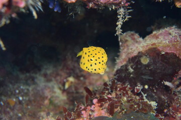 奄美大島 No.18 ミナミハコフグの稚魚