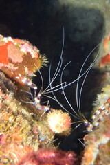 奄美大島 No.18 ダイビング エビ