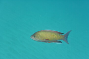 Naklejka premium 奄美大島 No.18 ダイビング ハナゴイ