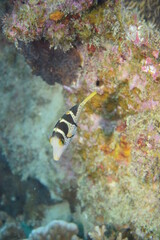 奄美大島 No.18 ダイビング キンチャクフグ