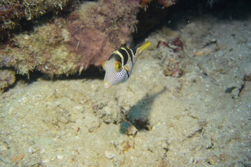 奄美大島 No.18 ダイビング キンチャクフグ