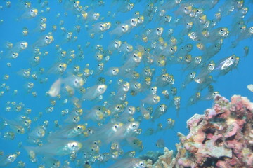 奄美大島 No.18 ダイビング