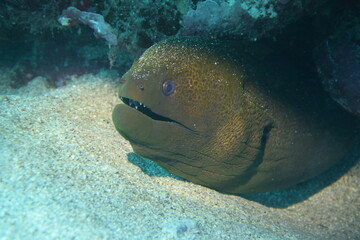 奄美大島 No.18 ダイビング ドクウツボ