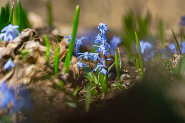 Closeup blue snowdrop scilla flowers in a forest