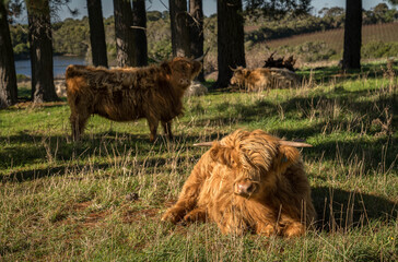 bull with horns on the green meadow in Australia