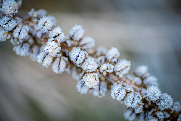Plantes au petit matin avec leurs couverture de givre.