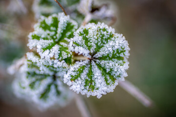 Plantes au petit matin avec leurs couverture de givre.