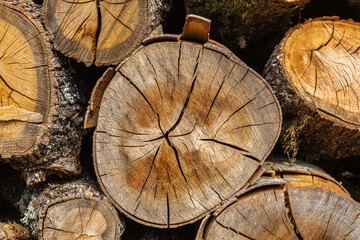 Naklejka premium Abstract texture of wooden trunks