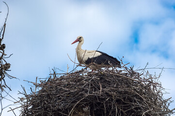 White stork (Ciconia ciconia) in the nest against the background of the cloudy sky