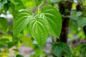 Fresh green leaves of betel plant growing in graden