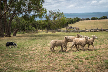 Fototapeta premium dog chasing sheep on the farm in Phillip Island 
