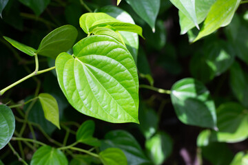 Fresh green leaves of betel plant growing in graden