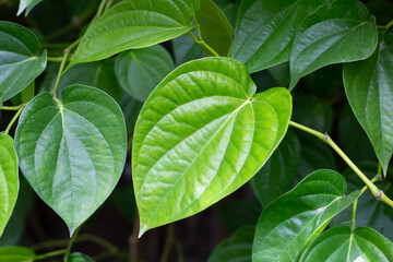 Fresh green leaves of betel plant growing in graden