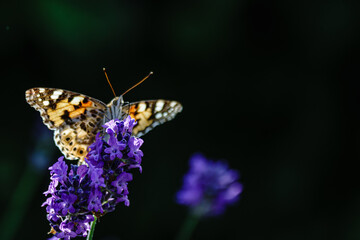 Butterfly bokeh in the garden