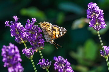 Butterfly bokeh in the garden