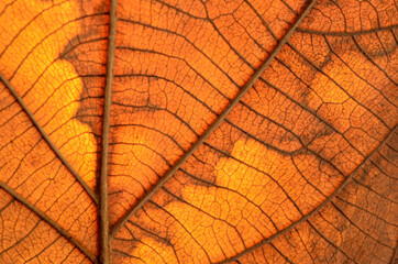 Dry leaf texture and nature background Brown leaf texture material And beautiful golden yellow Beautiful lines