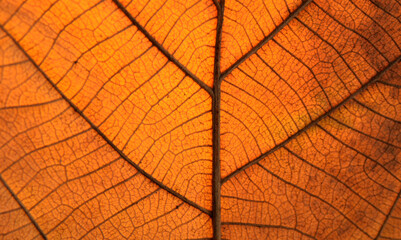 Obraz premium Dry leaf texture and nature background Brown leaf texture material And beautiful golden yellow Beautiful lines