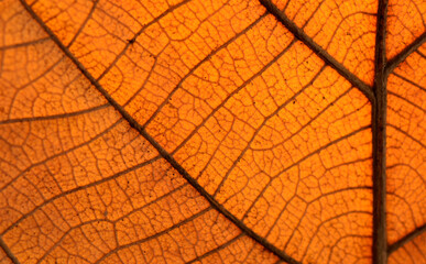 Dry leaf texture and nature background Brown leaf texture material And beautiful golden yellow Beautiful lines