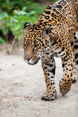 Jaguar (Panthera onca) wild cat species, genus Panthera native to the Americas. Largest native cat species of the New World and the third largest in the world