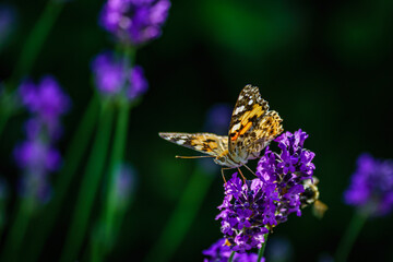 Butterfly in summer with bokeh and lavender