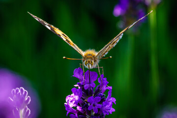 Butterfly in summer with bokeh and lavender
