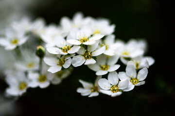 White flowers on Garland spiraea in the evening