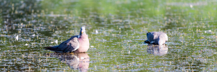 Wild Wood pigeon or Columba palumbus in water of pond