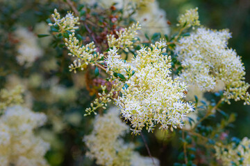 The flowers of the a shrub known as Sweet Bursaria or Bursaria spinosa