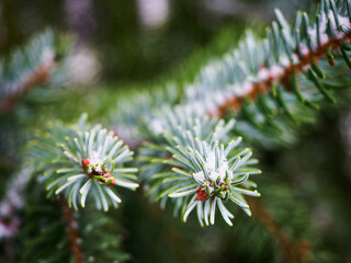 Naklejka na ściany i meble Frosty green needles on spruce branch in winter