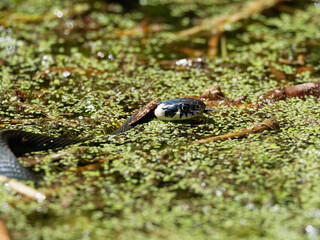Ringelnatter, Natrix natrix