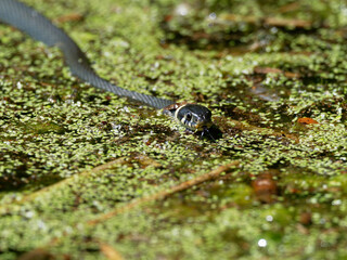 Ringelnatter, Natrix natrix