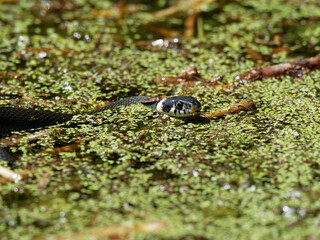 Ringelnatter, Natrix natrix