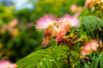 Close-up: lilac flowers and leaves of Albizia Lankaran