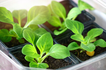 Green seedlings in pots on a light background. Close-up of flower or vegetable sprouts. top view