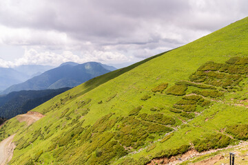 Green mountain scenery with vivid green mountainside. Coniferous trees and rocks on big hillside. Scenic alpine landscape. Big stones on steep slope with rich vegetations