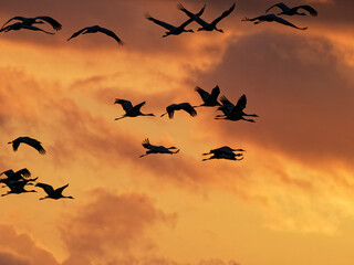 Eurasischer Kranich; Grauer Kranich; Grus grus
