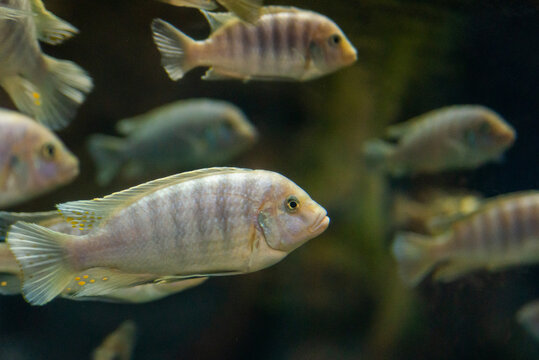 Lombardoi mbuna or Kenyi Cichlid or Maylandia lombardoi or Maylandia greshakei