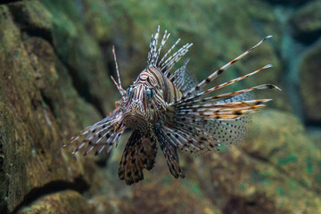 Fototapeta na wymiar Red lionfish or Pterois volitans in wild nature
