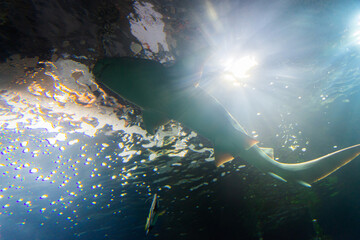 Sharks in a blue deep water