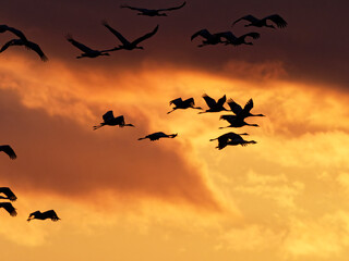 Eurasischer Kranich; Grauer Kranich; Grus grus