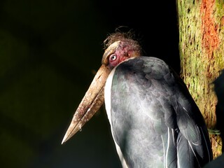 Lesser adjutant bird, The lesser adjutant is a large wading bird in the stork family Ciconiidae.