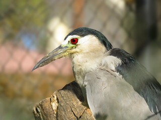 Black-crowned night heron bird, The black-crowned night heron, or black-capped night heron, commonly shortened to just night heron.