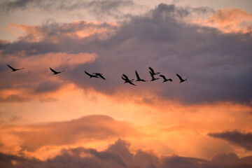 Kranich, Grus grus, Grauer Kranich, Eurasischer Kranich im Abendlicht