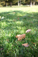 Dead leaves on the grass