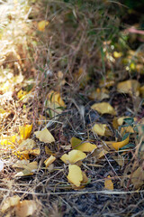 Ginkgo leaves on withered grass