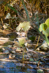 Withered lotus leaves in autumn pond