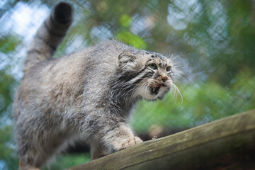 Pallas's cat (Otocolobus manul). Manul is living in the grasslands and montane steppes of Central Asia. Portrait of cute furry adult manul. Instinct to hunt