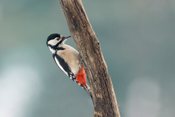 The Great spotted woodpecker hammer on tree trunk (Dendrocopos major)