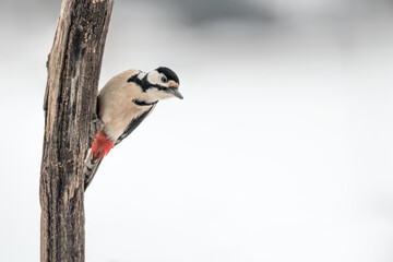 Beautiful portrait of Great spotted woodpecker on white background (Dendrocopos major)